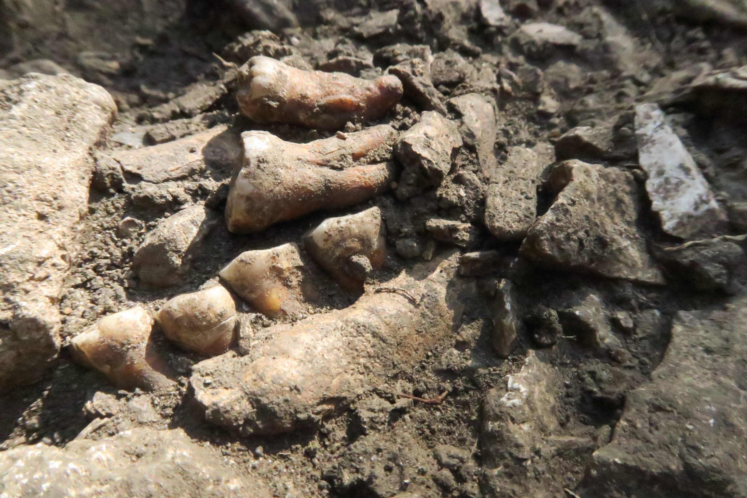 EL GENOMA DE UN NEANDERTAL HALLADO EN FRANCIA SORPRENDE A LOS CIENTÍFICOS: QUÉ REVELA SOBRE LA EVOLUCIÓN HUMANA