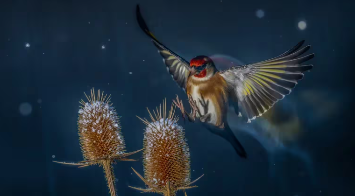 LOS MEJORES FOTÓGRAFOS DE AVES DEL MUNDO BRILLAN EN EL BIRD PHOTOGRAPHER OF THE YEAR 2024