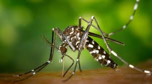 UN CENTENAR DE DOCENTES SE INSCRIBIERON AL CURSO SOBRE ENSEÑANZAS Y APRENDIZAJES SOBRE EL AEDES AEGYPTI