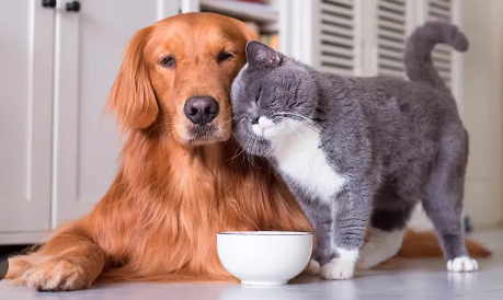 LA RESPUESTA DE LA INTELIGENCIA ARTIFICIAL ACERCA DE CUÁL ES LA MEJOR MASCOTA