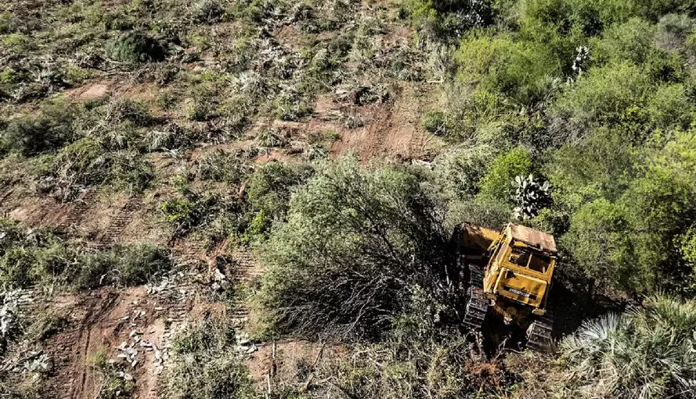 AMENAZAN CON DEFORESTAR HECTÁREAS DE BOSQUE NATIVO EN SALTA
