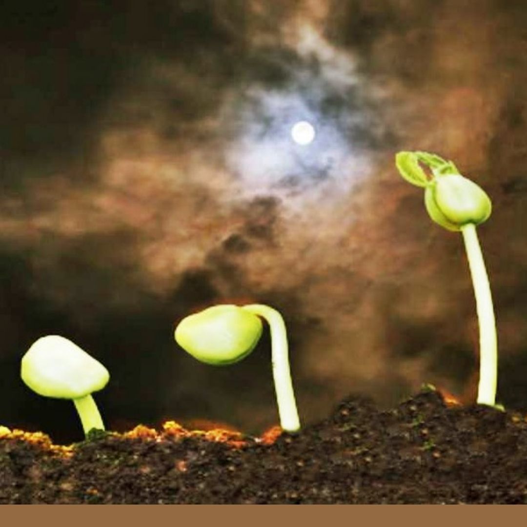 LAS FASES DE LA  LUNA EN LOS CULTIVOS,  COMO APROVECHAR CADA PERIODO