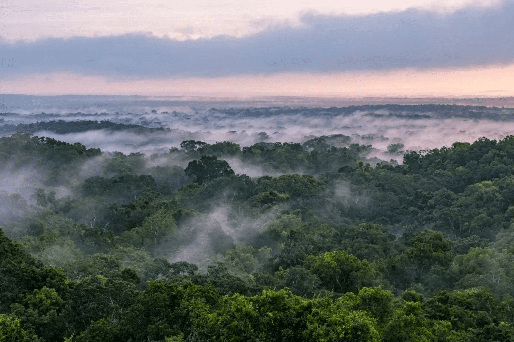 ALERTA ECOLÓGICA: SEGÚN LA NASA LA SELVA MAYA SE REDUCE