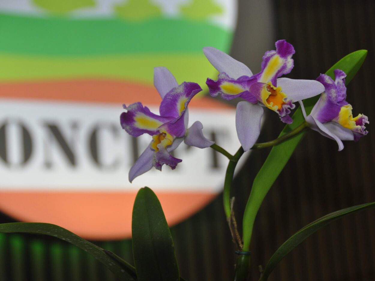 LA ORQUÍDEA «LIONEL MESSI» ESTÁ EN MISIONES