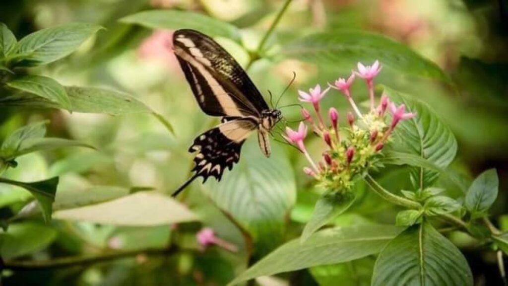 EN MISIONES HAY MÁS DE 21.000 ESPECIES DE FLORA, FAUNA Y MICROORGANISMOS IDENTIFICADOS