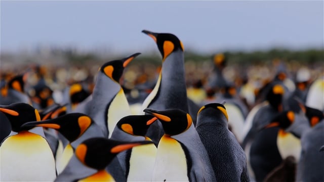 DÍA INTERNACIONAL POR LOS PINGÜINOS