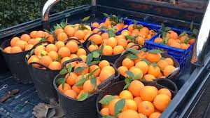 INCREMENTO DE CONTROLES SANITARIOS TRAS HALLAZGO DE NARANJAS ILEGALES
