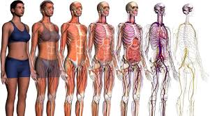 UN EQUIPO DE CIENTÍFICOS DESARROLLA UN ATLAS DEL CUERPO HUMANO