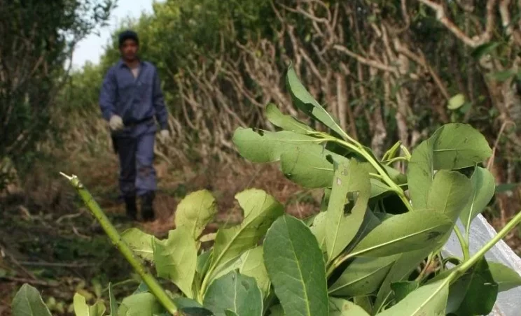 Yerba mate | “Esperamos que esta semana o la próxima se logre un buen precio para el productor y tengamos una buena zafra”, afirmó el empresario Enrique Urrutia