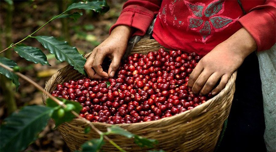 CABRALES FIRMÓ UN ACUERDO CON EL GOBIERNO DE TUCUMÁN PARA EL DESARROLLO DE LA INDUSTRIA CAFETERA