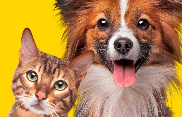 ANIMALES DE COMPAÑIA