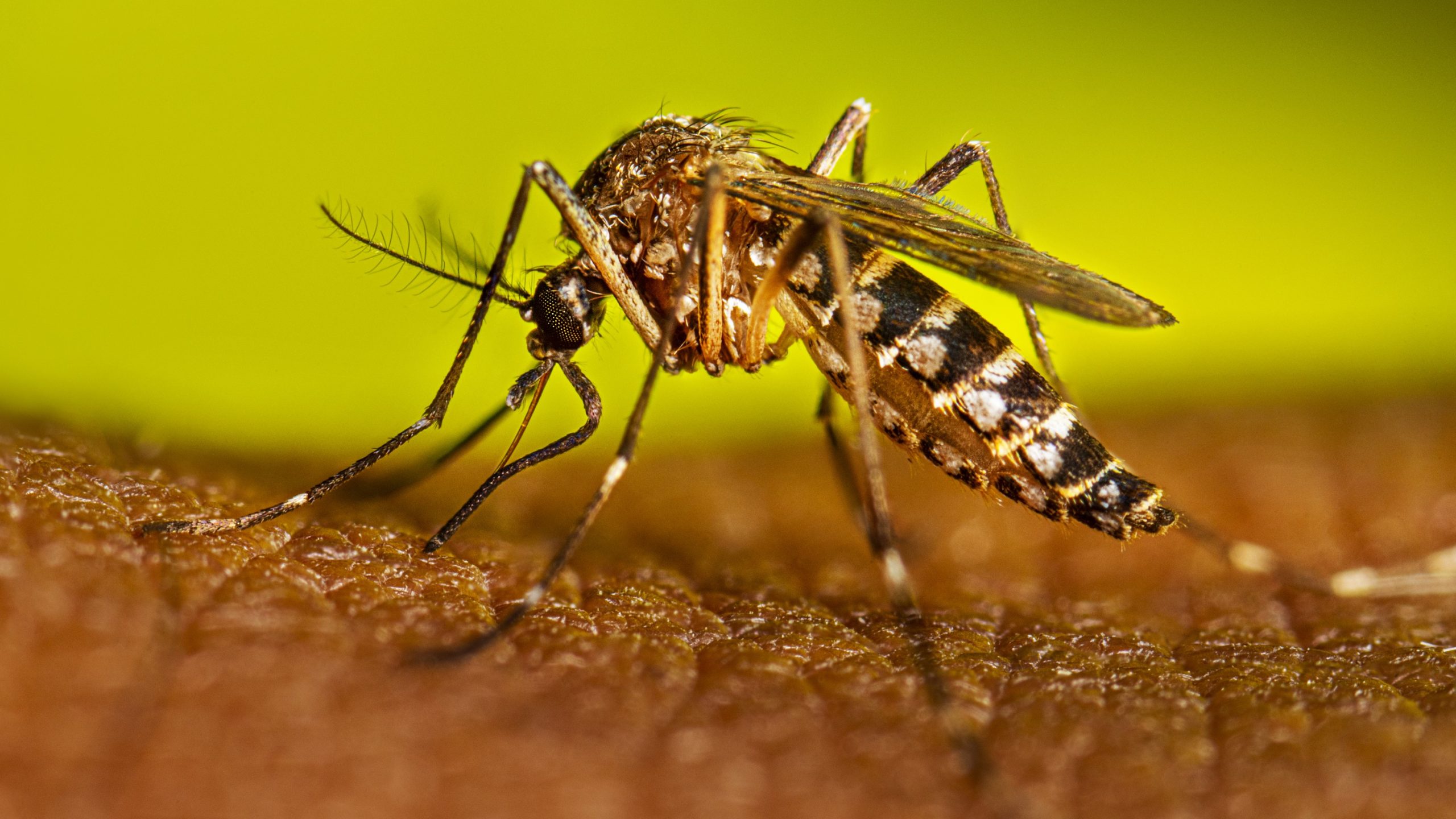 OPERATIVOS CONTRA EL DENGUE