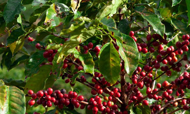 PLANTACIONES DE CAFÉ- EN MISIONES