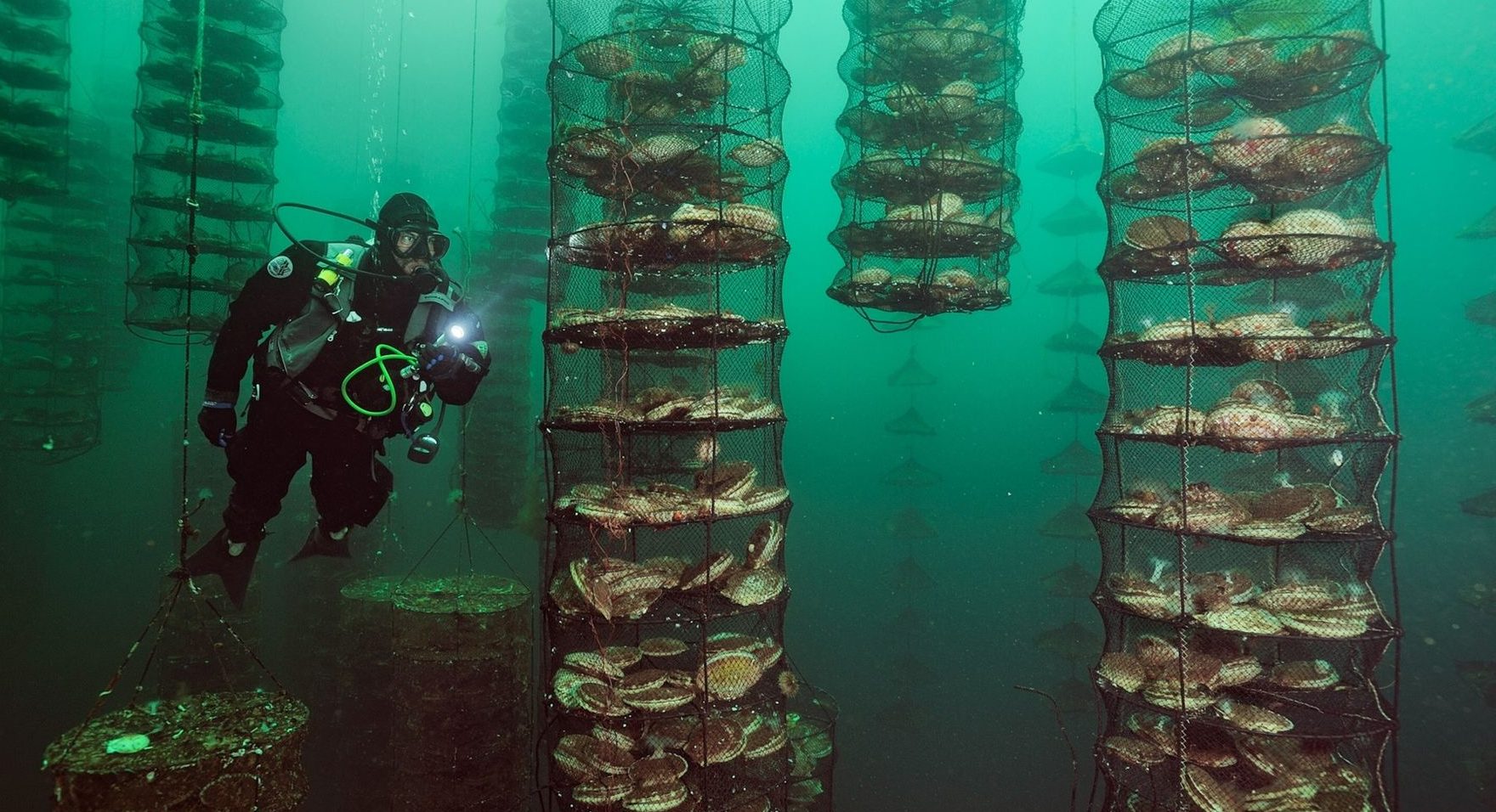 ACUICULTURA Y EMPLEOS