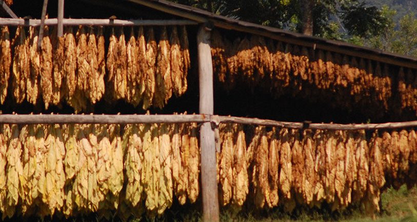 AGRO: MISIONES LOGRÓ LA MEJOR COSECHA DE TABACO EN 16 AÑOS