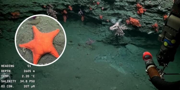 CIENTIFICOS ARGENTINOS TRANSMITEN UNA EXPEDICIÓN SUBMARINA EN VIVO