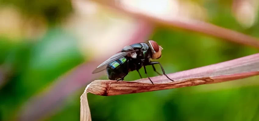 DETECTAN «GUSANO COME CARNE» EN EEUU
