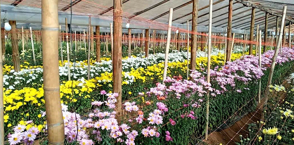 MISIONES DESARROLLA FLORICULTURA