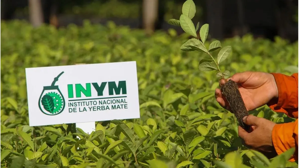 El Gobierno elimina las últimas regulaciones del INYM y habilita el libre mercado total en la yerba mate